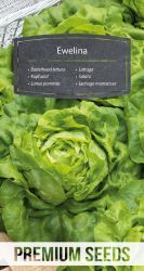Lettuce Butterhead Ewelina Seeds